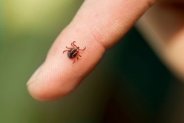Malattie infettive trasmesse da zecche