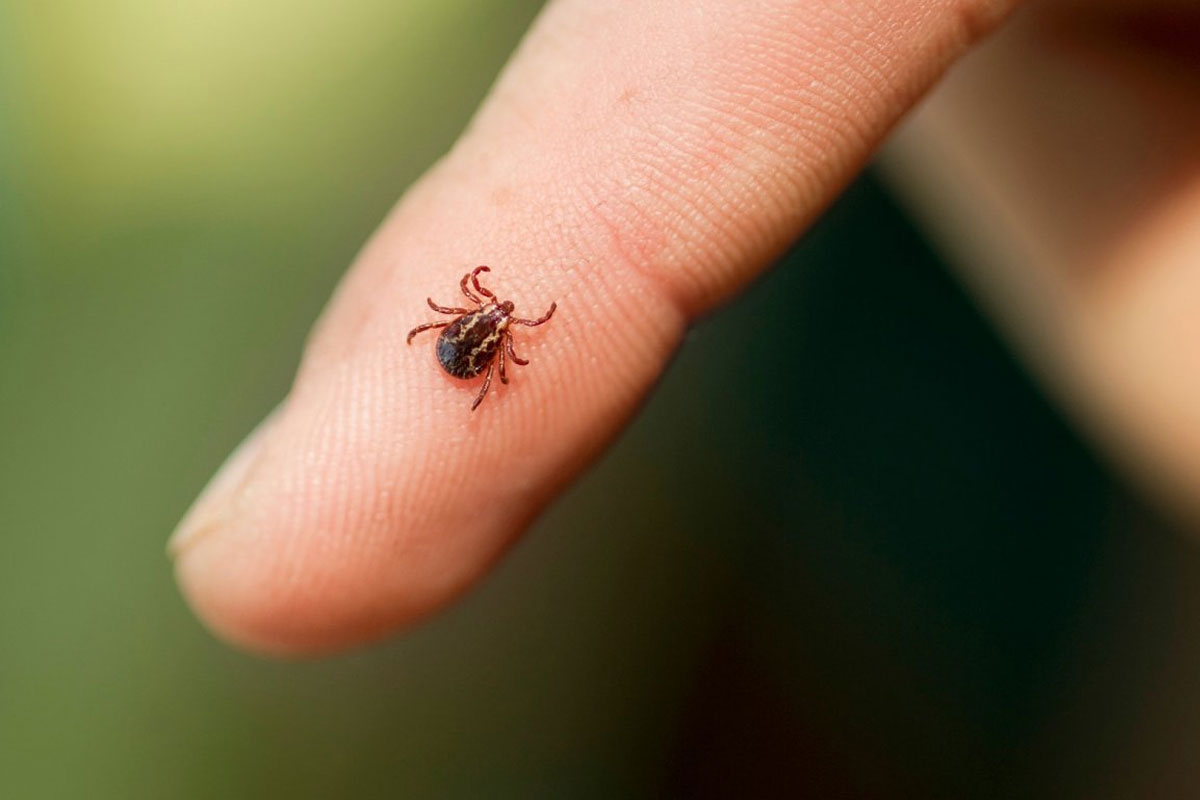 Malattie infettive trasmesse da zecche